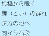 【無料】桟橋から覗く鯉(こい)の群れ 夕方の池へ向かう石段